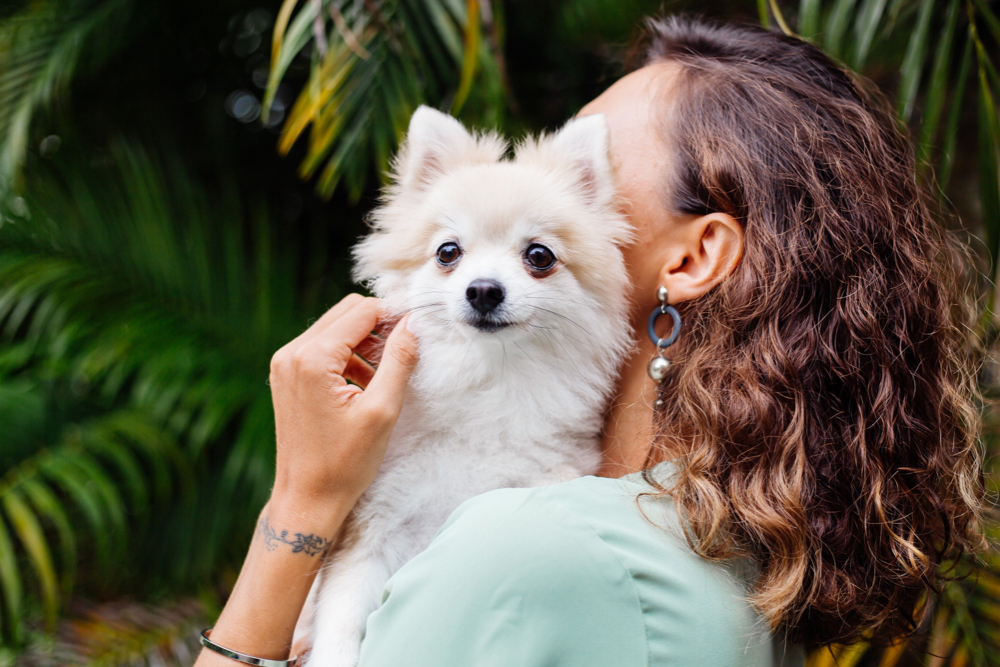 CBD para mascotas: ¿Es seguro y cómo usarlo correctamente?