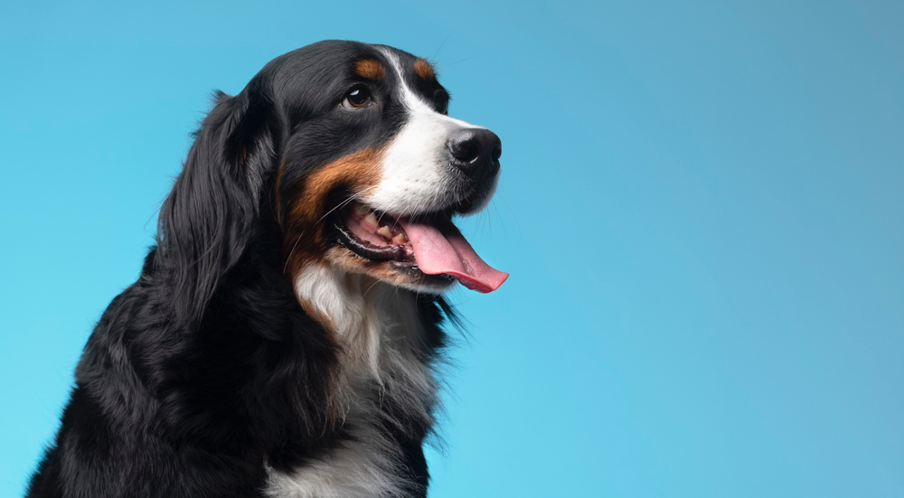 CBD para mascotas: Bienestar natural para tus compañeros peludos
